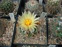 Coryphantha garessii